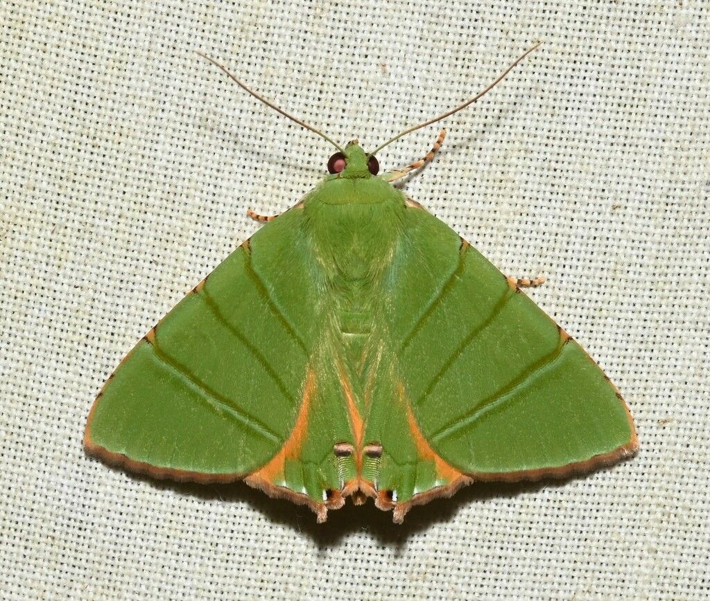 Eulepidotis sylpha
