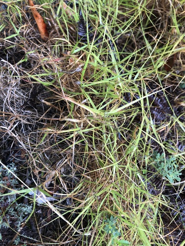 Pentameris aspera