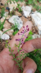 Fumaria officinalis officinalis