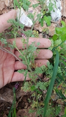 Fumaria officinalis officinalis