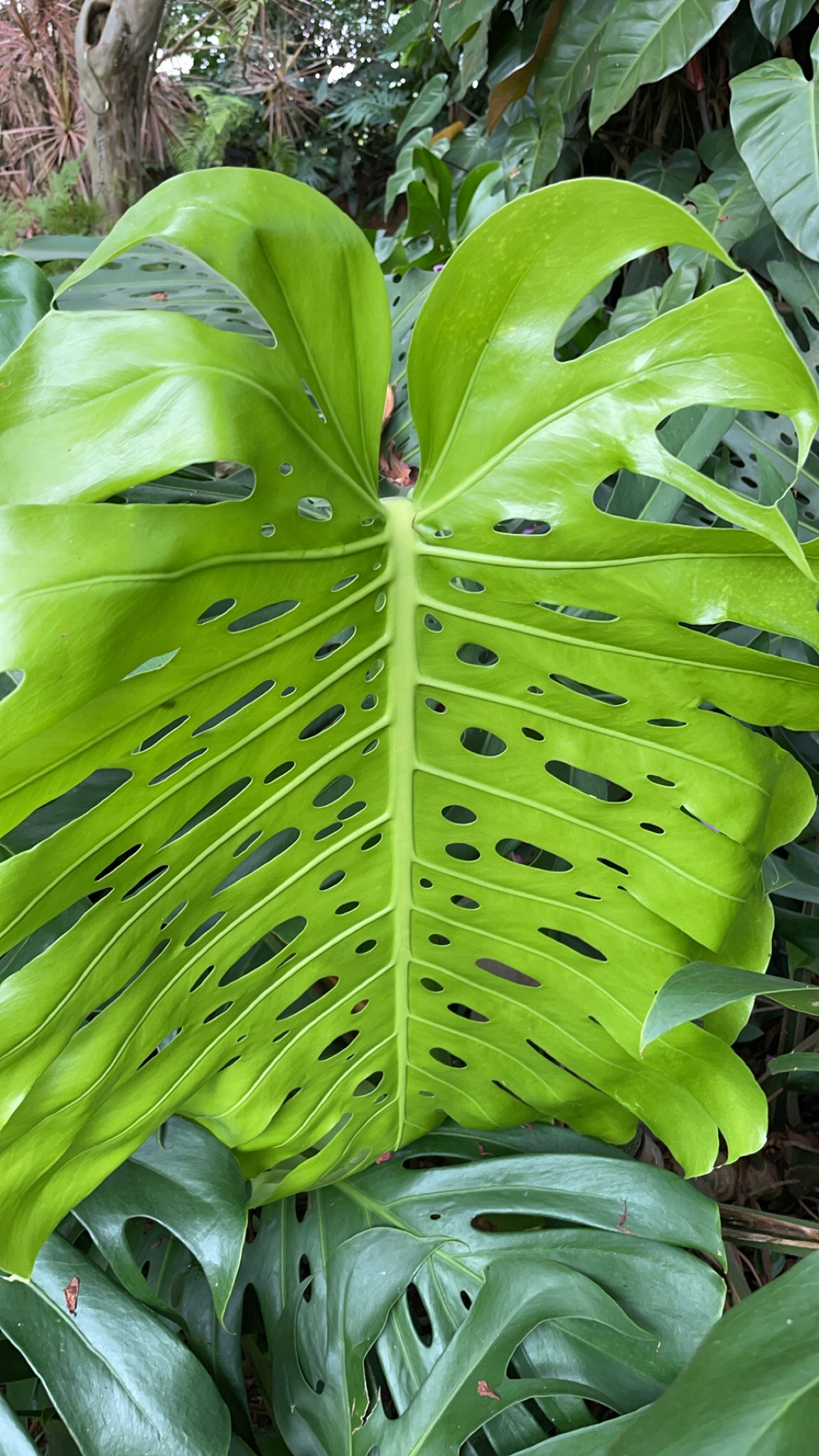 Monstera deliciosa