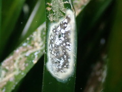 Didemnide cire photo 2