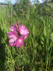 Sidalcea campestris
