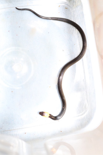 Blackbelly Centipede Snake