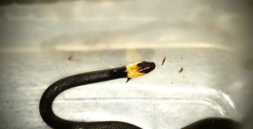 Blackbelly Centipede Snake