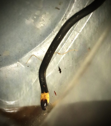 Blackbelly Centipede Snake