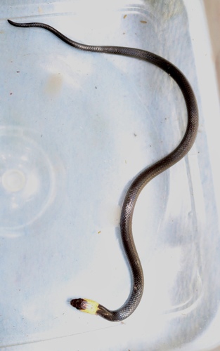 Blackbelly Centipede Snake
