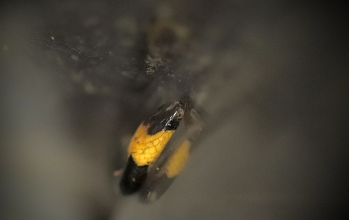 Blackbelly Centipede Snake