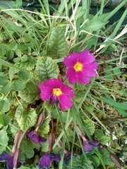 Primula × pruhonicensis