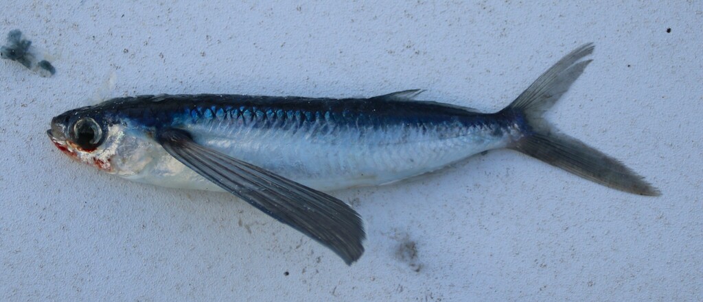 Tropical Two-Wing Flyingfish