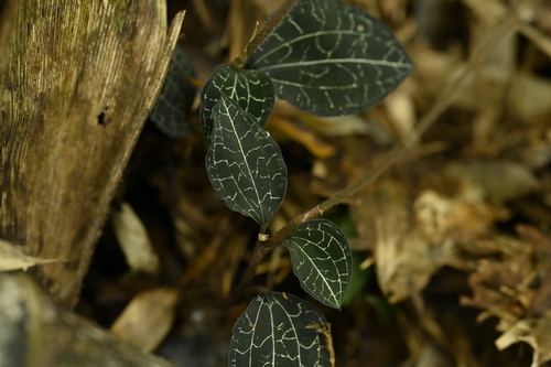 Image of Anoectochilus formosanus by (c) 曾昱承 Yu-Cheng Zeng, some rights reserved (CC BY)