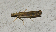 Ancylolomia