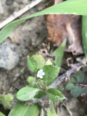 Thyrocarpus sampsonii