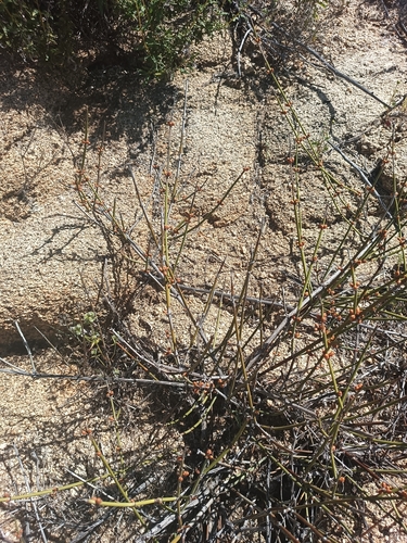 Image of Ephedra californica by (c) Ricardo Betancourt Sánchez, some rights reserved (CC BY)