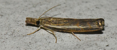 Ancylolomia