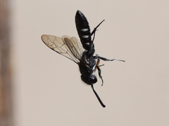 Sapyga quinquepunctata