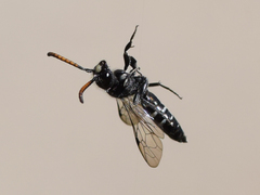 Sapyga quinquepunctata