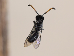 Sapyga quinquepunctata