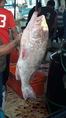 Epinephelidae