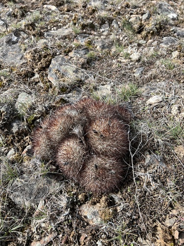 Pediocactus nigrispinus