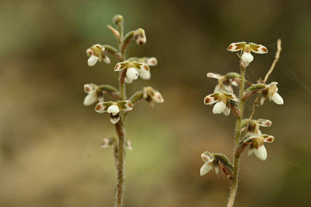 Hetaeria anomala