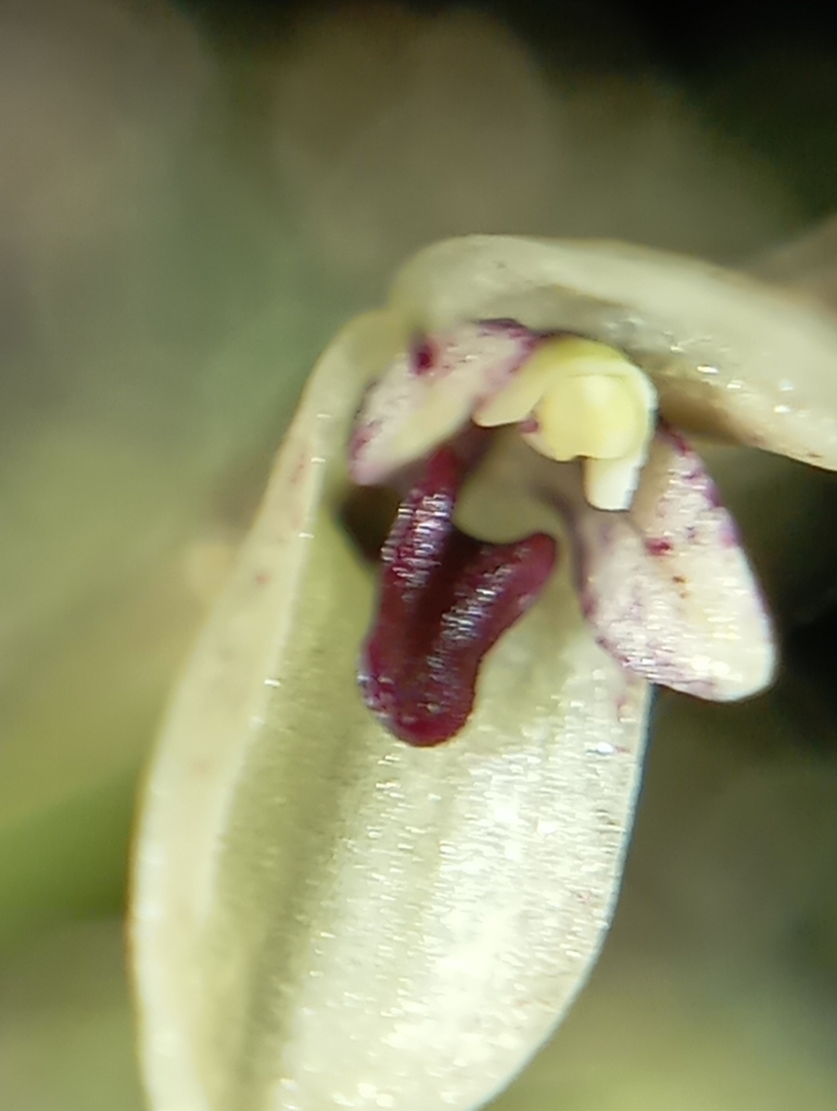 Pabstiella varellae