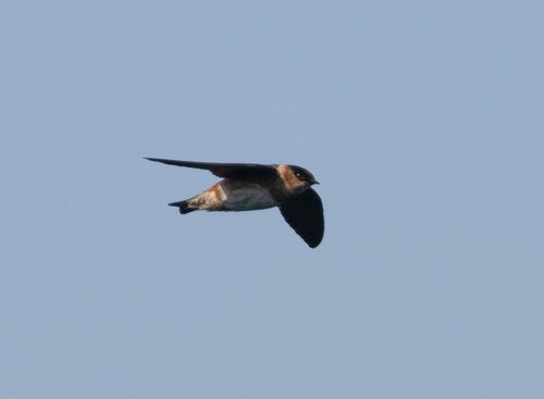 Golondrina pueblera (Petrochelidon fulva)