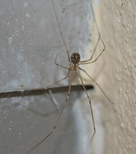 Short-bodied Cellar Spider photo 5