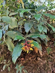 Palicourea padifolia image