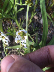 Plagiobothrys figuratus