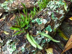 Pyrrosia linearifolia