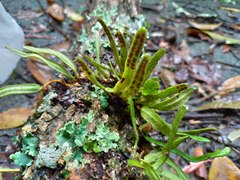 Pyrrosia linearifolia
