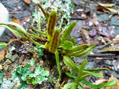 Pyrrosia linearifolia