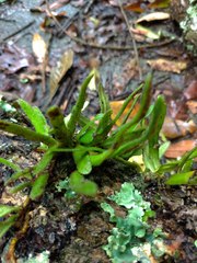 Pyrrosia linearifolia