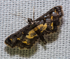 Eurrhyparodes lygdamis