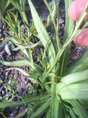 Plagiobothrys figuratus