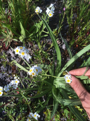 Plagiobothrys figuratus