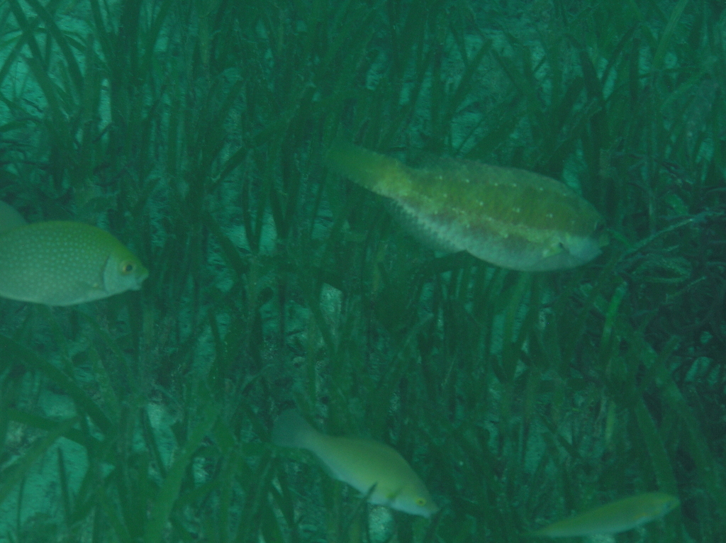Marbled parrotfish