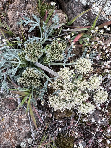bigseed biscuitroot (Lomatium macrocarpum)