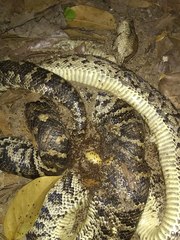 Chilabothrus striatus