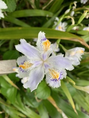 Iris japonica