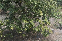 Quercus greggii
