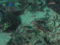 Cirrhilabrus ryukyuensis