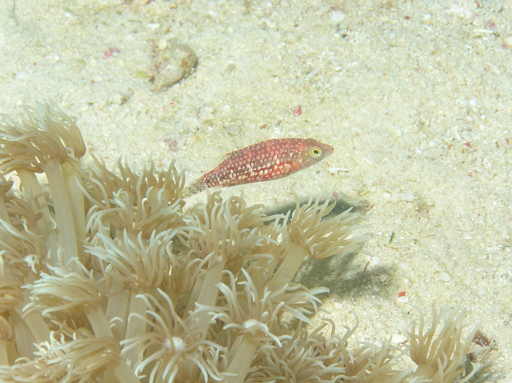 Twospot wrasse
