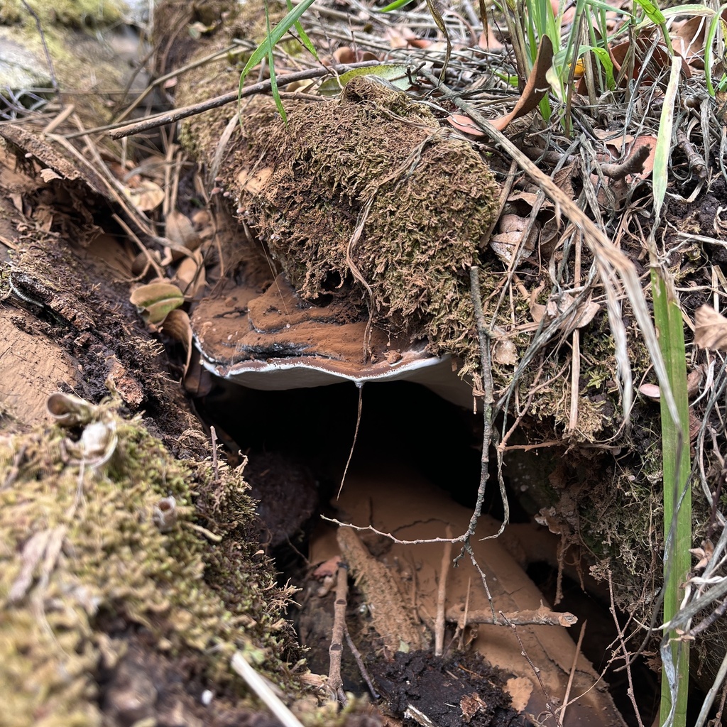 Ganoderma australe · March 2024 · photo: © cristianriquelme (iNaturalist, cc-by)