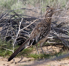 Geococcyx californianus