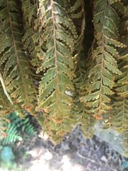 Hymenophyllum tomentosum