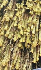 Hymenophyllum tomentosum