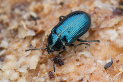 Phratora vulgatissima