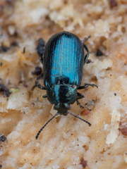 Phratora vulgatissima